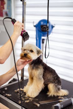 Professional vs. DIY Grooming