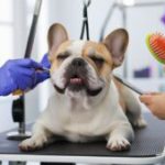 French Bulldog Grooming for a Glossy, Healthy Coat