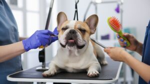 French Bulldog Grooming for a Glossy, Healthy Coat