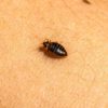 Identify, Treat, and Prevent Bed Bug Infestations