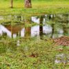 Stormwater Drain Solutions: Causes in Wollongong Explained