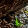 Belizean Caves: A Dive into Archaeology and Biodiversity