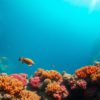 Great Blue Hole Belize: A Must-See for Divers and Snorkelers